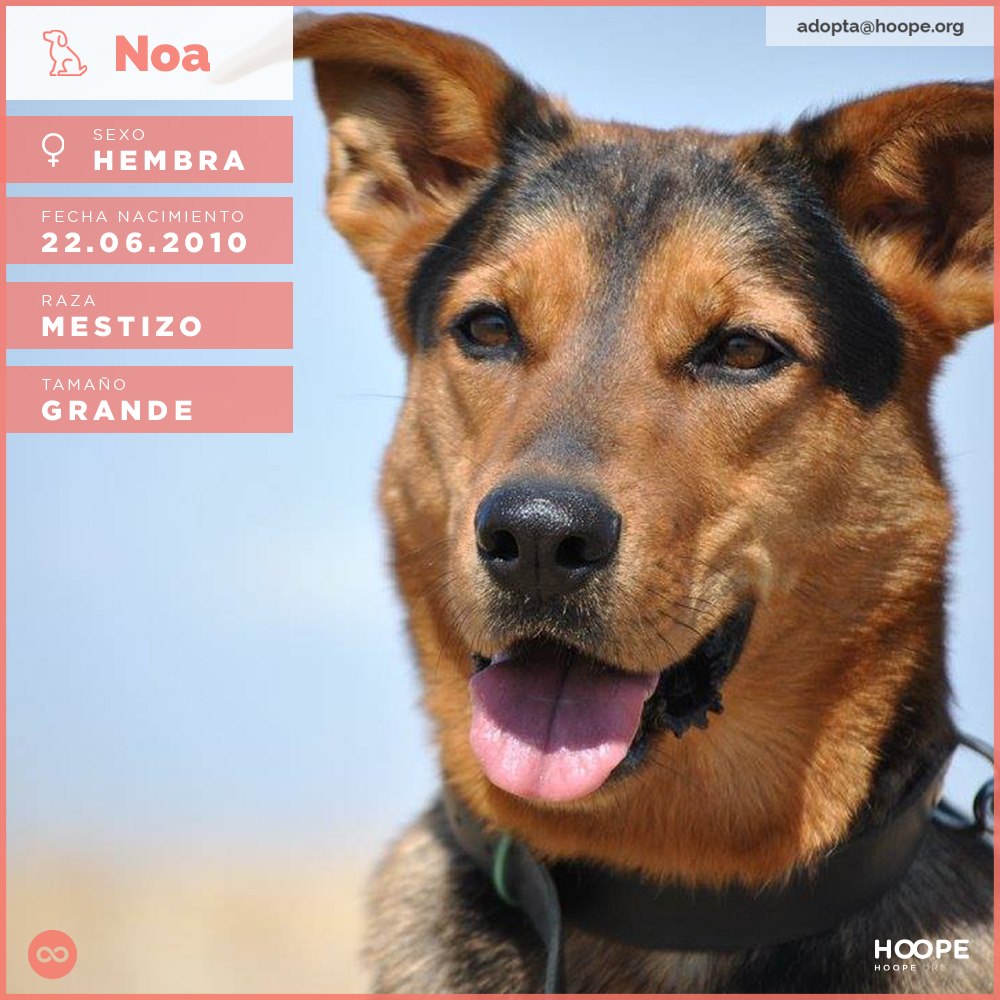 recurso paridad Temeridad Noa | Adopta un perro | HOOPE